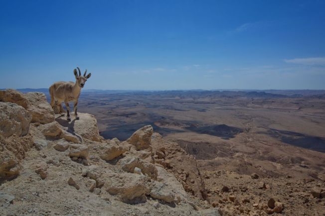 8daagse rondreis Highlights Tour Israel met vrije zondag 2