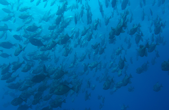 Azoren Liveaboard 8