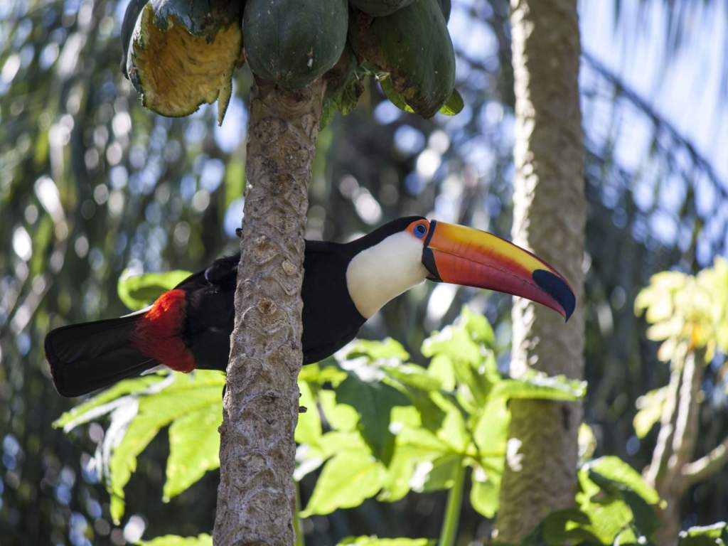 Individuele rondreis diverse vervoerstypes Betoverend Brazilië 7